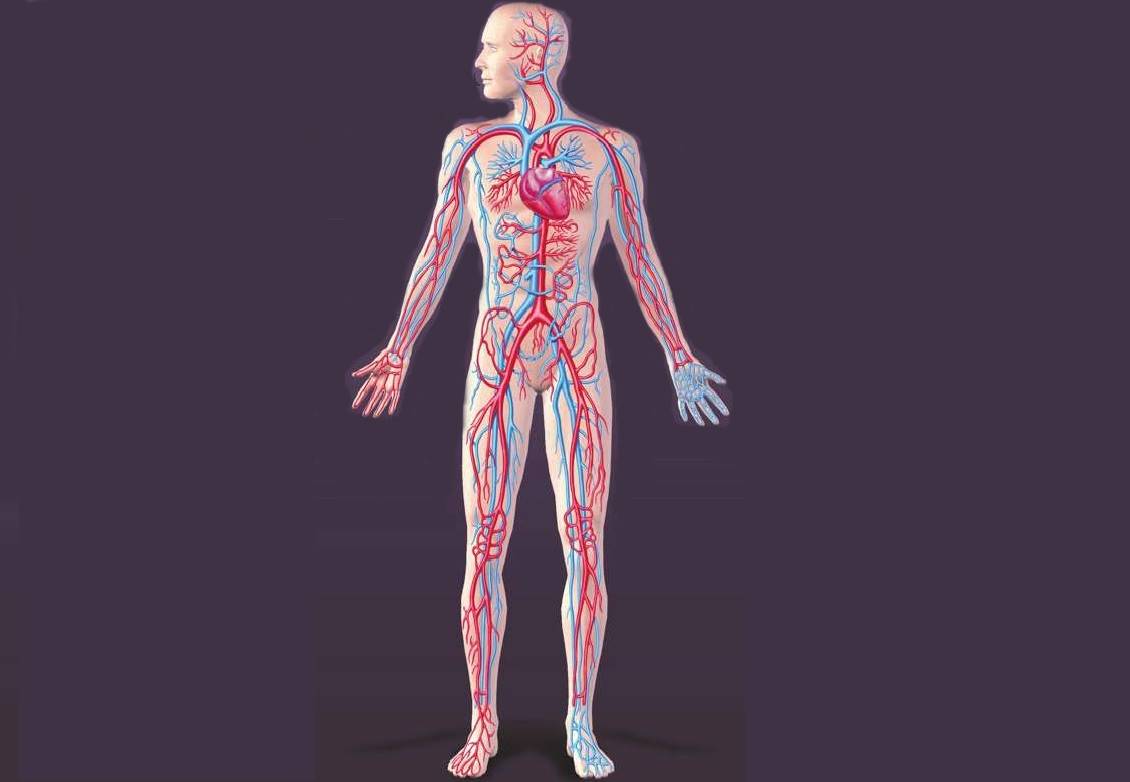 Kalp-damar Sistem - İnsan Anatomisi - Sağlık - Bilgipedia